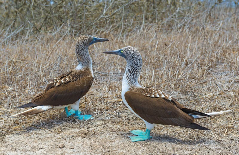 Blåa Footed dumskallar kopplar ihop, Galapagos, Ecuador arkivfoton Blåa Footed dumskallar kopplar ihop, Galapagos, Ecuador arkivfoton