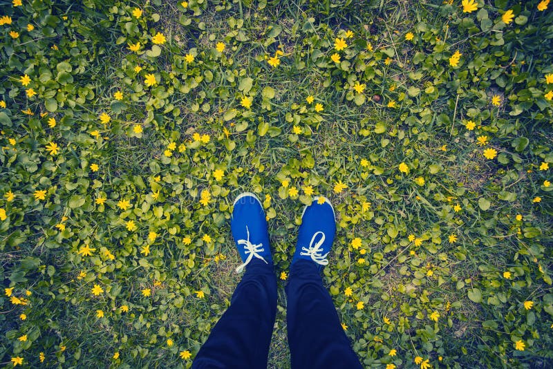 Blåa mockasin på en blomningäng royaltyfri bild Blåa mockasin på en blomningäng royaltyfri bild