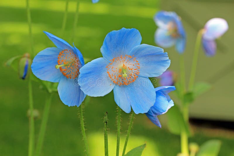 Blåa vallmoblommor royaltyfria bilder Blåa vallmoblommor royaltyfria bilder