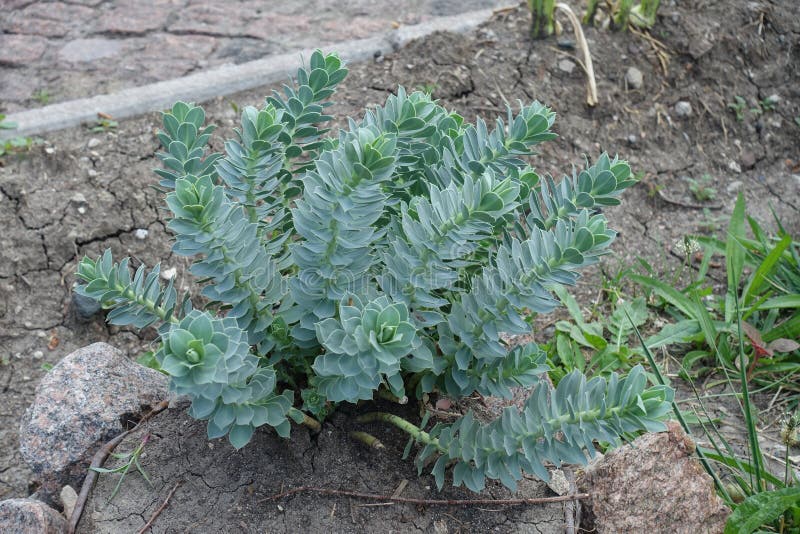 Blåblad av euphorbia myrsinites in july arkivfoto