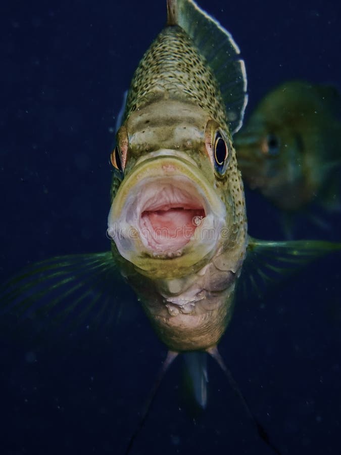 Close-up portrait of a bluegill sunfish &#x28;Lepomis macrochirus&#x29; swallowing with mouth gaped wide open in the underwater cavern of the sinkhole at Blue Grotto, Florida. Close-up portrait of a bluegill sunfish &#x28;Lepomis macrochirus&#x29; swallowing with mouth gaped wide open in the underwater cavern of the sinkhole at Blue Grotto, Florida