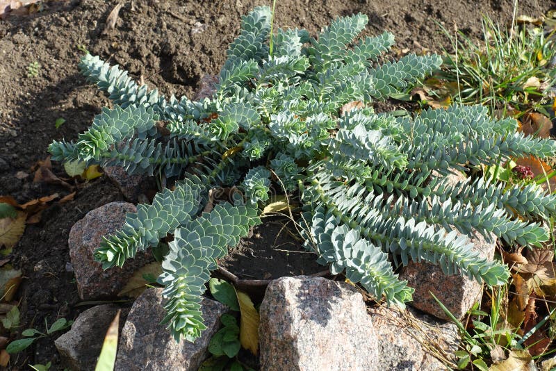 Blågrön blad av euphorbia myrsinites fotografering för bildbyråer