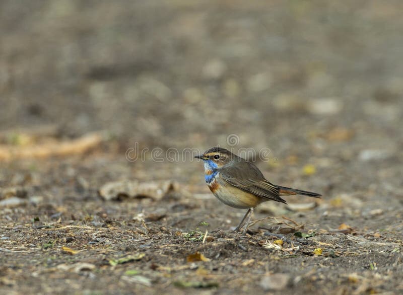 Blåhals, Luscinia svecica, Bharatpur, Rajasthan, Indien arkivbild Blåhals, Luscinia svecica, Bharatpur, Rajasthan, Indien arkivbild