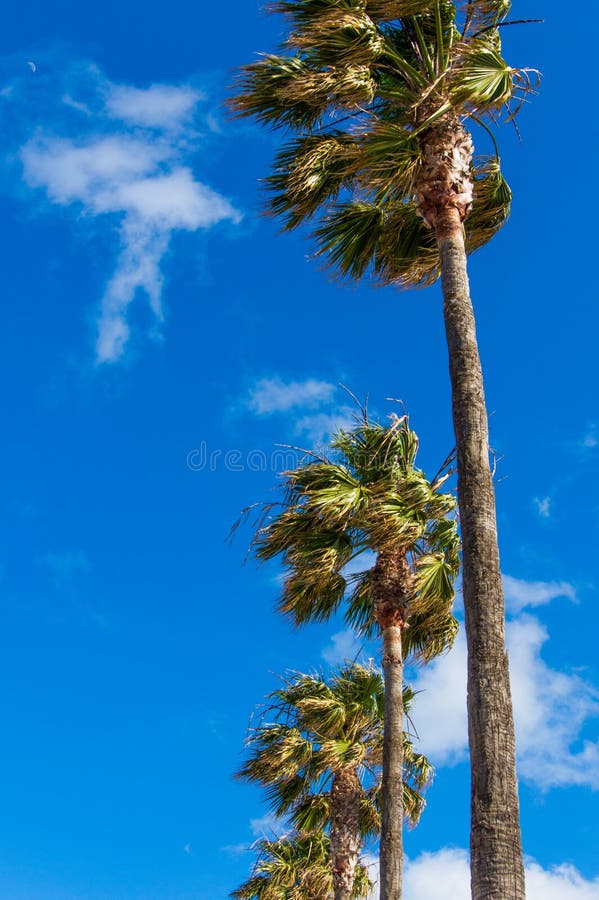 Blåsiga palmträd som underifrån ses med klar blå himmel arkivfoto Blåsiga palmträd som underifrån ses med klar blå himmel arkivfoto