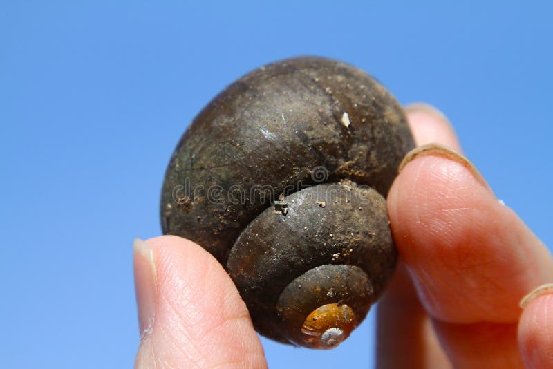 The gastropod shell is part of the body of a gastropod or snail, a kind of mollusc. The shell is an exoskeleton, which protects from predators, mechanical damage, and dehydration, but also serves for muscle attachment and calcium storage. Some gastropods appear shell-less slugs but may have a remnant within the mantle, or the shell is reduced such that the body cannot be retracted within semi-slug. The study of mollusc shells is known as conchology. The biological study of gastropods, and other molluscs in general, is malacology. The gastropod shell is part of the body of a gastropod or snail, a kind of mollusc. The shell is an exoskeleton, which protects from predators, mechanical damage, and dehydration, but also serves for muscle attachment and calcium storage. Some gastropods appear shell-less slugs but may have a remnant within the mantle, or the shell is reduced such that the body cannot be retracted within semi-slug. The study of mollusc shells is known as conchology. The biological study of gastropods, and other molluscs in general, is malacology.