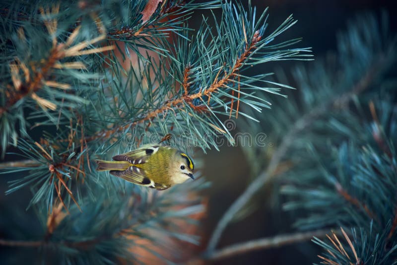 Blåstjärtfenans minsta guldkräm regulus regulus på grenen pine pinus sylvestris. en 5-gramvägande fågel som royaltyfri fotografi