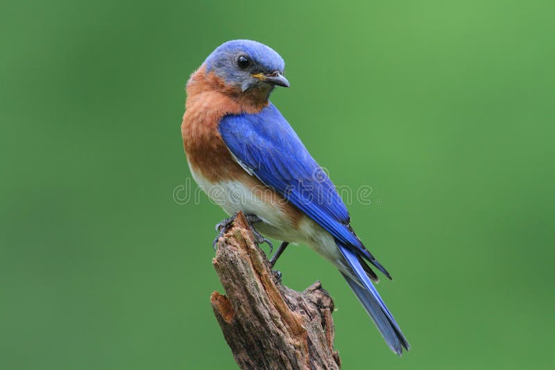 Male Eastern Bluebird (Sialia sialis) on a stump with a green background. Male Eastern Bluebird (Sialia sialis) on a stump with a green background