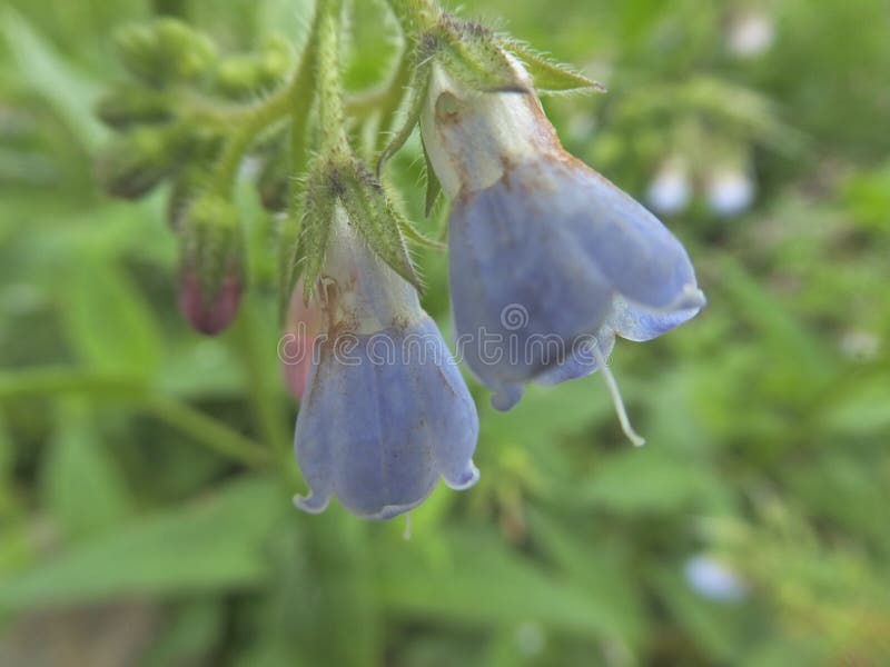 Blått blommahuvud för belladonna med grön lövverk arkivbilder Blått blommahuvud för belladonna med grön lövverk arkivbilder