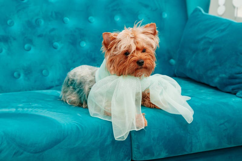 Blått för pilbåge för soffa för terrier för husdjur för hund för färg för turkos för soffa för vovvefotoperiod tiffany blåa royaltyfri fotografi Blått för pilbåge för soffa för terrier för husdjur för hund för färg för turkos för soffa för vovvefotoperiod tiffany blåa royaltyfri fotografi