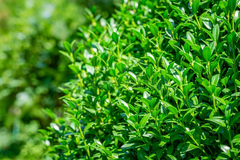 Blått glänsande grönt blad av boxwood Buxus sempervirens som perfekt bakgrund för alla naturliga teman royaltyfri foto