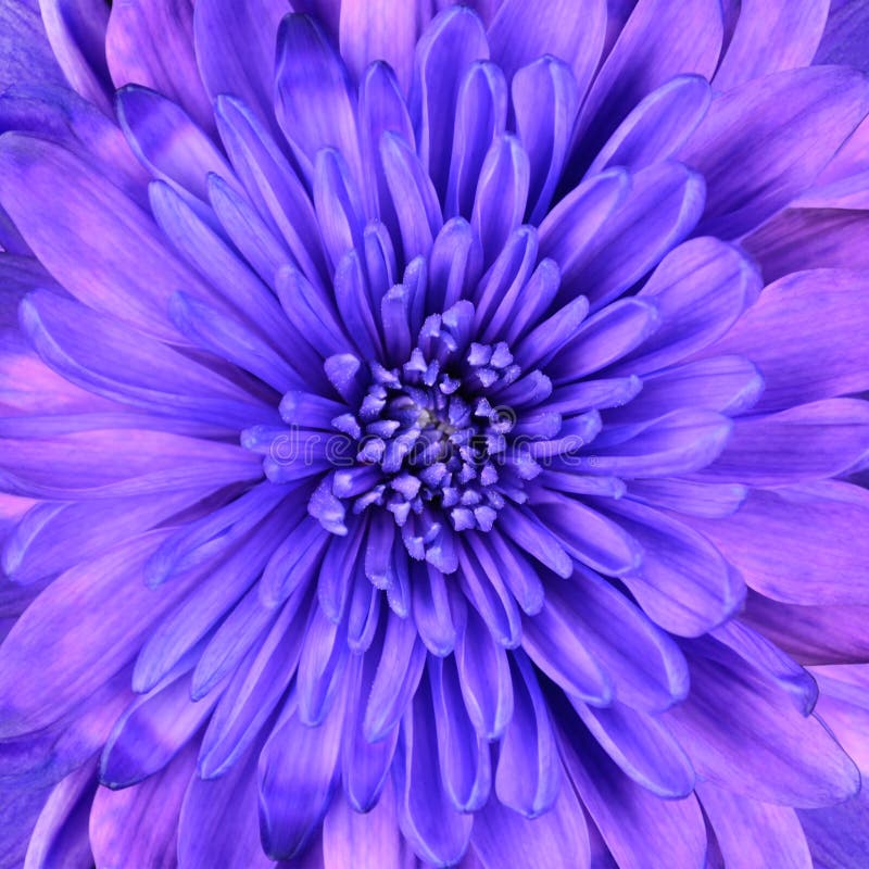 Blått huvud för blomma för chrysanthemumcloseupdetalj