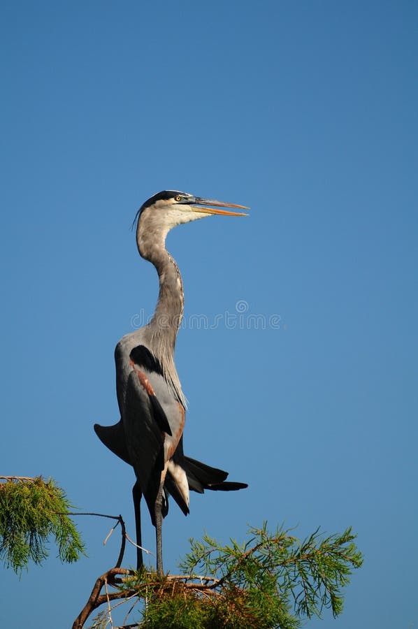 blått stort le för heron arkivfoto blått stort le för heron arkivfoto