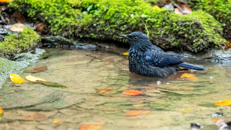 Blåvitling Trusch badar i en naturlig liten damm royaltyfri bild Blåvitling Trusch badar i en naturlig liten damm royaltyfri bild