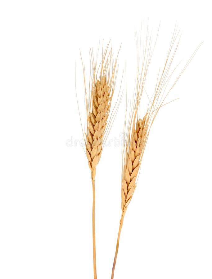 Blé (espèces de triticum) images stock Blé (espèces de triticum) images stock