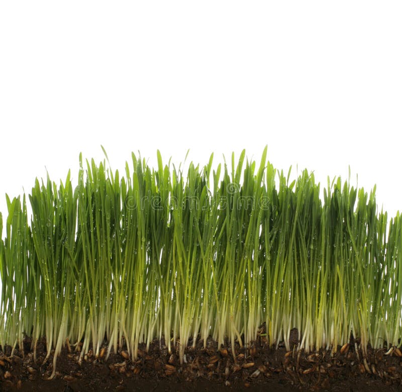 Blé vert frais photographie stock
