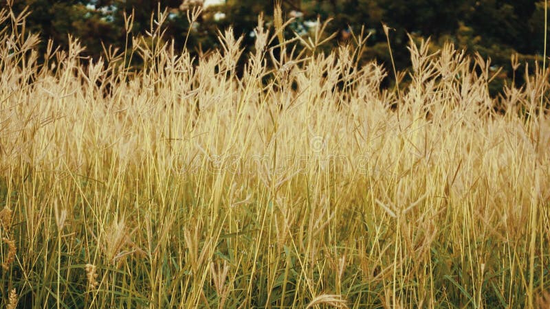 Blé grand de nature d'herbe cinématographique