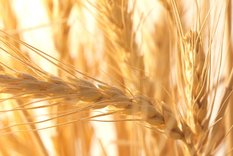 Blé mûr comme fond Macro photo libre de droits
