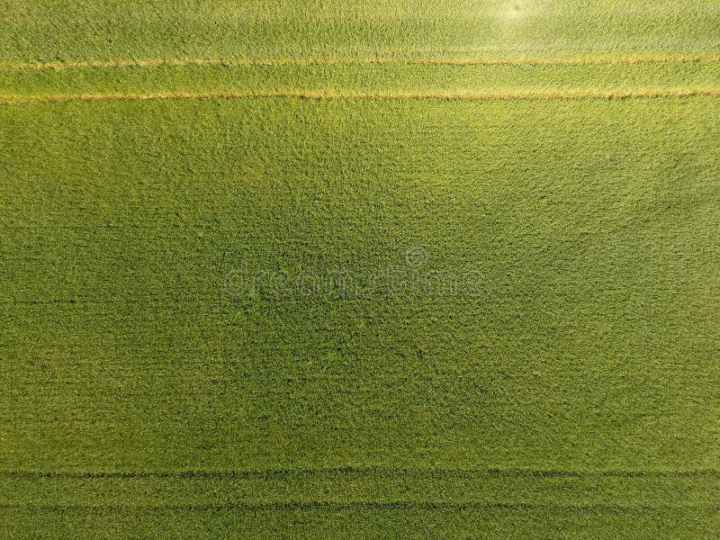Blé vert dans le domaine, vue supérieure avec un bourdon Texture de fond de vert de blé images stock Blé vert dans le domaine, vue supérieure avec un bourdon Texture de fond de vert de blé images stock