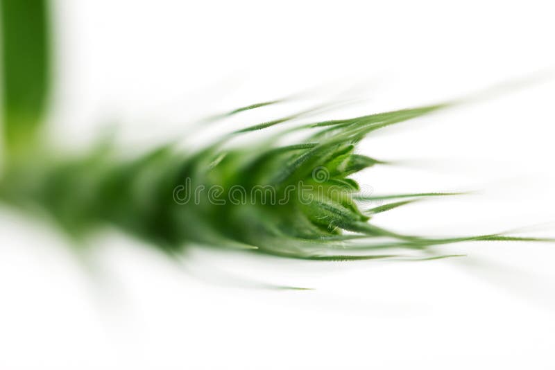 Blé vert sur un fond blanc Macro photo libre de droits