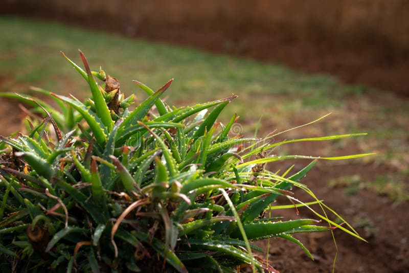Blöta trädgårds- aloe på en vintermorgon royaltyfri foto Blöta trädgårds- aloe på en vintermorgon royaltyfri foto