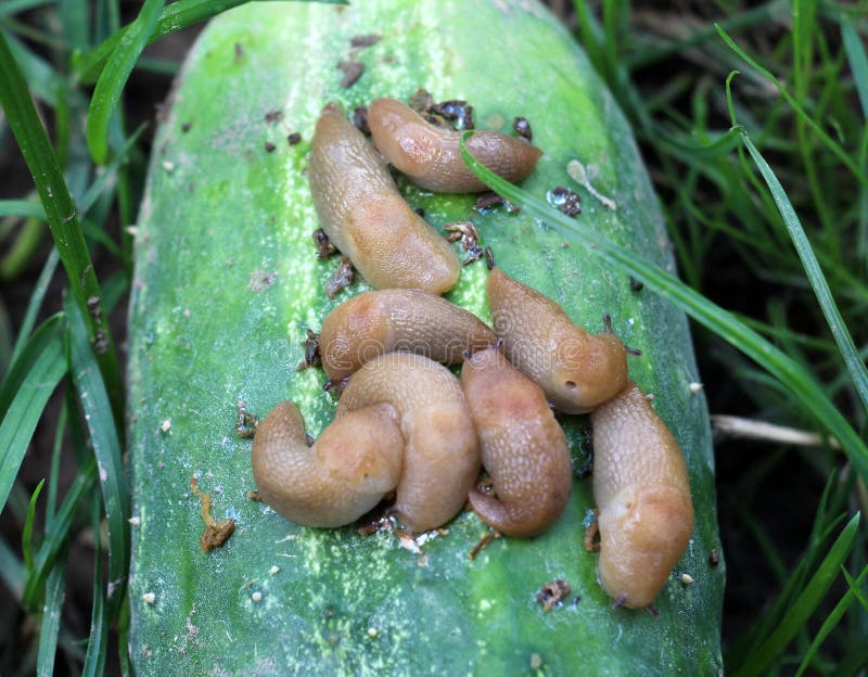 Slugs (molluscs of the gastropod class) that damage vegetable crops. Slugs (molluscs of the gastropod class) that damage vegetable crops