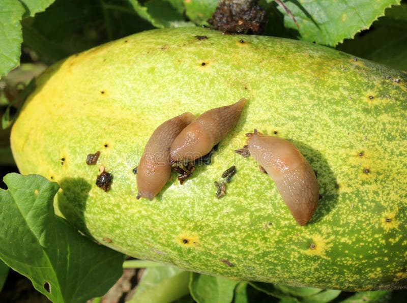 Slugs (molluscs of the gastropod class) that damage vegetable crops. Slugs (molluscs of the gastropod class) that damage vegetable crops