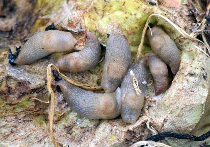 Slugs (molluscs of the gastropod class) that damage vegetable crops. Slugs (molluscs of the gastropod class) that damage vegetable crops