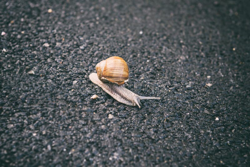 Grape snail helix pomatia gastropod mollusk on the asphalt road background. Grape snail helix pomatia gastropod mollusk on the asphalt road background