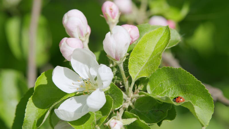 Blühen Apfelbaum auf grünem Hintergrund im Frühjahr. schöne Blumen auf einem Apfelzweig. Ladybug stockbilder