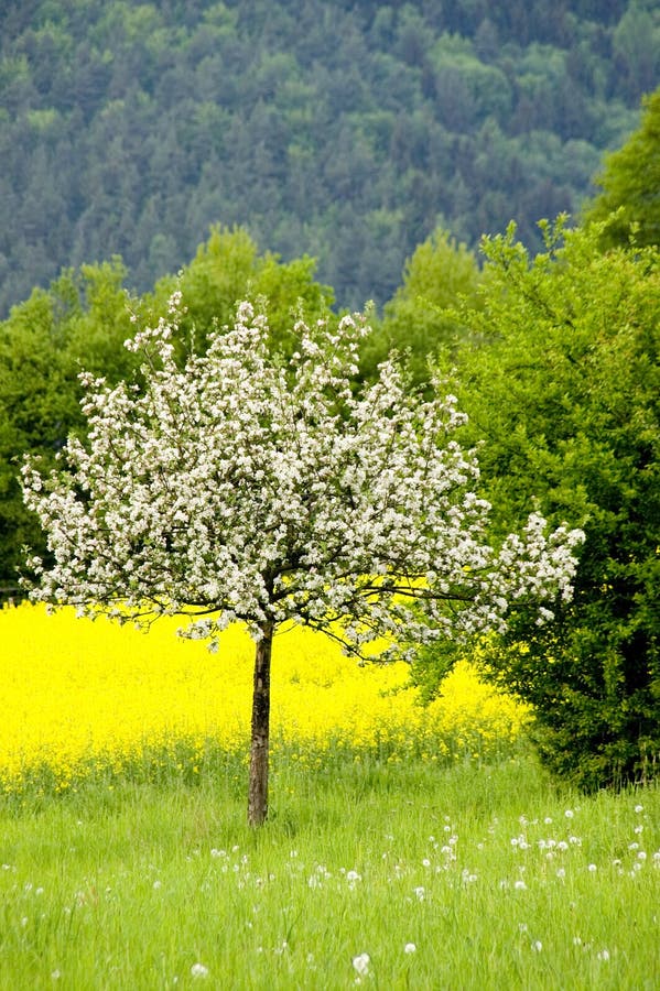 Blühender Apfelbaum stockfoto. Bild von garten, gras 25018044