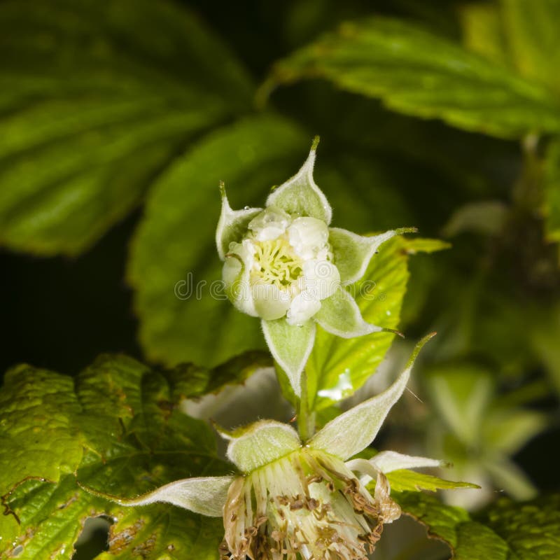 Blühen Sie auf roter Himbeere, Rubus idaeus, mit bokeh Hintergrundmakro, selektiver Fokus, flacher DOF lizenzfreies stockbild Blühen Sie auf roter Himbeere, Rubus idaeus, mit bokeh Hintergrundmakro, selektiver Fokus, flacher DOF lizenzfreies stockbild