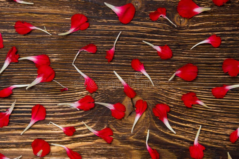 blühen Sie Blumenblätter auf einem alten Holztisch, als Hintergrund für die Aufschrift am Feiertag stockfoto blühen Sie Blumenblätter auf einem alten Holztisch, als Hintergrund für die Aufschrift am Feiertag stockfoto
