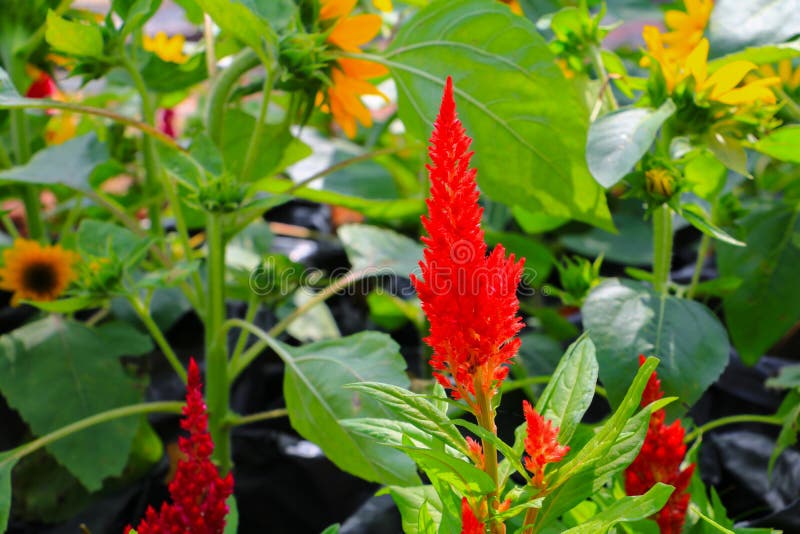 Blühen Sie das plumed Hahnenkammrot oder Celosia argentea, die im Th schön sind lizenzfreies stockbild