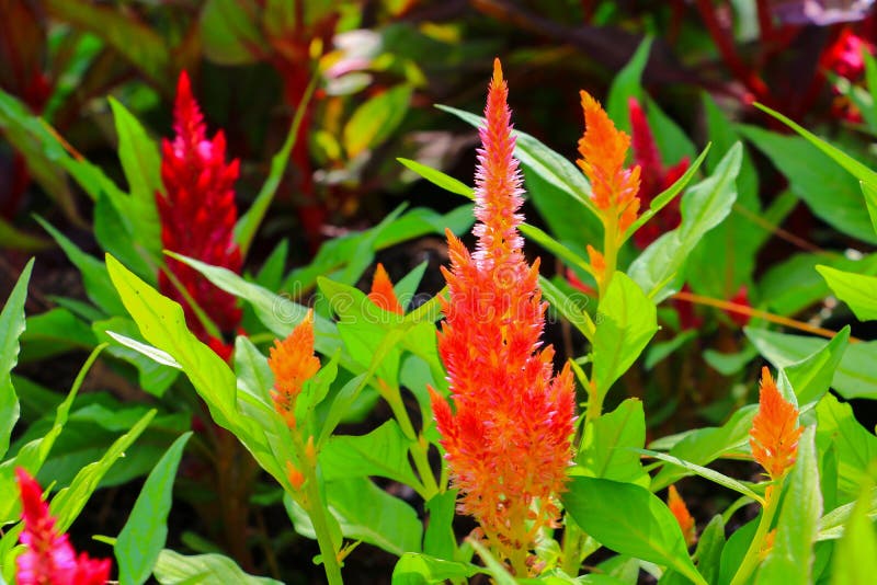Blühen Sie das plumed Hahnenkammrot oder Celosia argentea, die im Garten schön sind