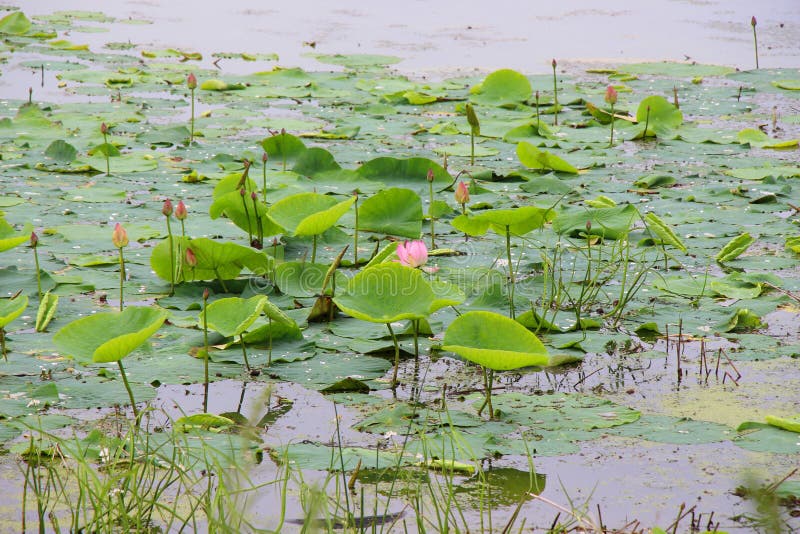 Blühen von Lotos auf einem Teich/einem See mit Lotos und Seerosen/ stockfotos Blühen von Lotos auf einem Teich/einem See mit Lotos und Seerosen/ stockfotos