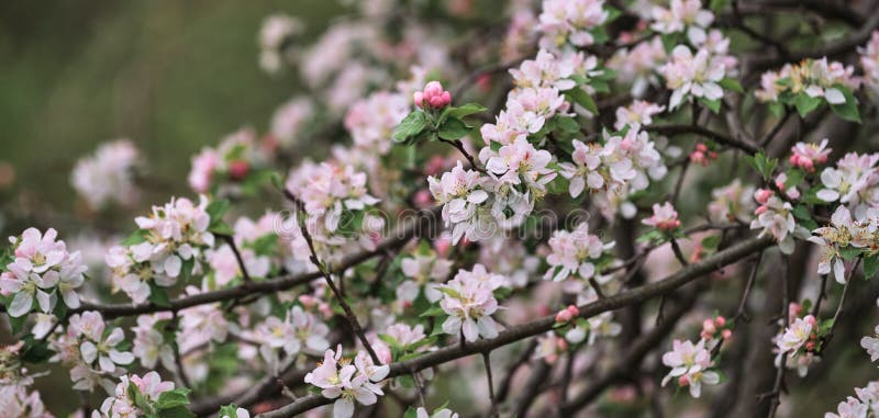 Blumen blühen auf Ast. blühende Apfelbaum in der Nähe und zart cremig unscharf Hintergrund. langes horizontales Banner für Ihren Text oder Ihre Anzeige. japanische Kirschblüte