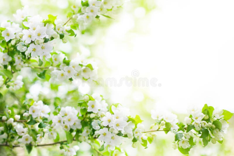 Bl?hende Apfelbaumaste, wei?e Blumen auf gr?ne Bl?tter unscharfem bokeh Hintergrund nah oben, Fr?hlingskirschbl?te, Kirschbl?te-B stockbild Bl?hende Apfelbaumaste, wei?e Blumen auf gr?ne Bl?tter unscharfem bokeh Hintergrund nah oben, Fr?hlingskirschbl?te, Kirschbl?te-B stockbild