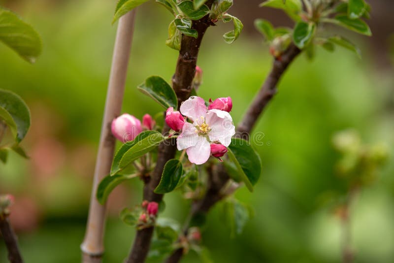 Blühende Apfelblumen auf Garten des Baums im Frühjahr stockbilder Blühende Apfelblumen auf Garten des Baums im Frühjahr stockbilder