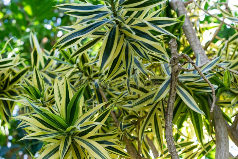Blühende Blumenknospe von Dracaena reflexa Agavaceae stockfotografie Blühende Blumenknospe von Dracaena reflexa Agavaceae stockfotografie