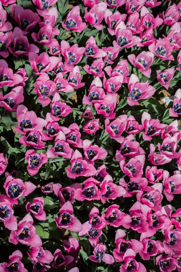 Blühende bunte Tulpenblumen als Blumenhintergrund lizenzfreies stockfoto Blühende bunte Tulpenblumen als Blumenhintergrund lizenzfreies stockfoto