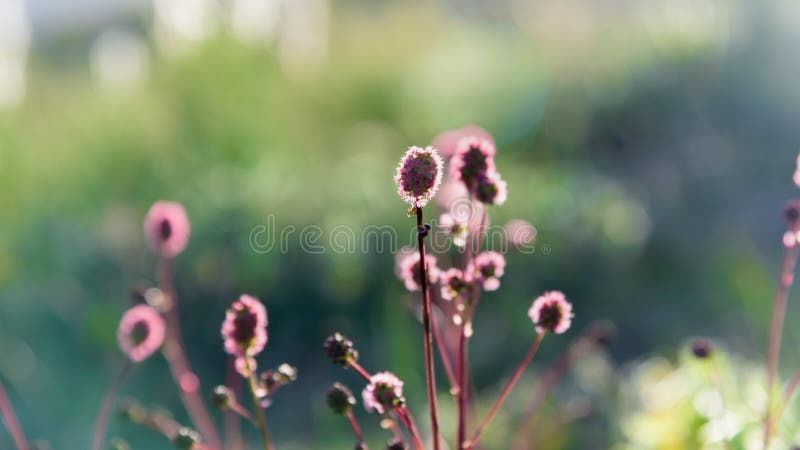 Blühende Feldanlage unter Strahlen des Sommersonnenuntergangs lizenzfreies stockbild Blühende Feldanlage unter Strahlen des Sommersonnenuntergangs lizenzfreies stockbild