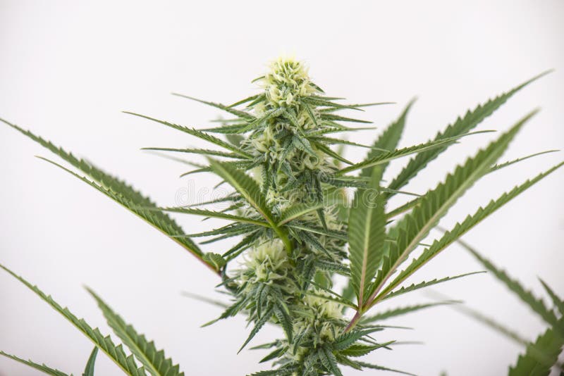 Blühende Hanfblumen islated über weißem Hintergrund stockfotos Blühende Hanfblumen islated über weißem Hintergrund stockfotos