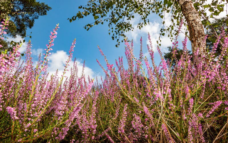 Blühende Heide vor einem blauen Himmel, idyllische Ansicht stockbilder