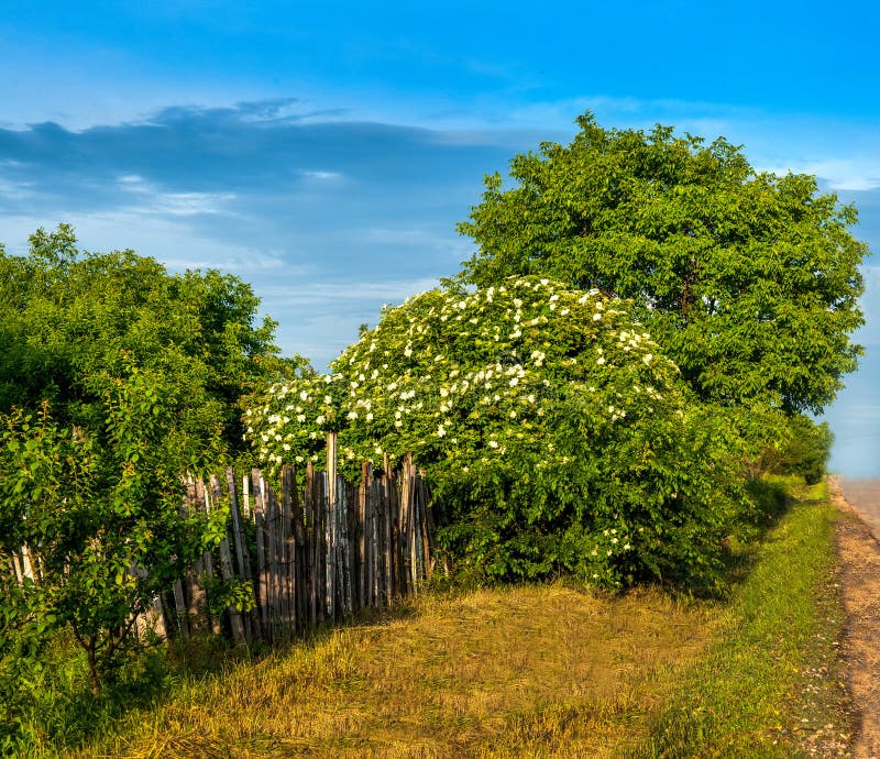 Green field, elderberry bushes blooming and blue sky with light clouds. Green field, elderberry bushes blooming and blue sky with light clouds