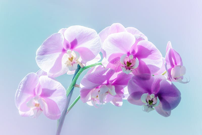 Blühende Knospen von Orchideen lizenzfreie stockbilder Blühende Knospen von Orchideen lizenzfreie stockbilder