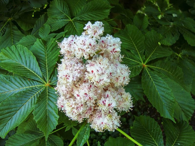 Blühende Niederlassungen von Rosskastanieblumen im Frühjahr stockfotos Blühende Niederlassungen von Rosskastanieblumen im Frühjahr stockfotos