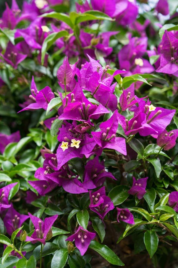 Blühende purpurrote Blume, Bouganvilla glabra Nyctaginaceae von Brasilien lizenzfreies stockbild Blühende purpurrote Blume, Bouganvilla glabra Nyctaginaceae von Brasilien lizenzfreies stockbild