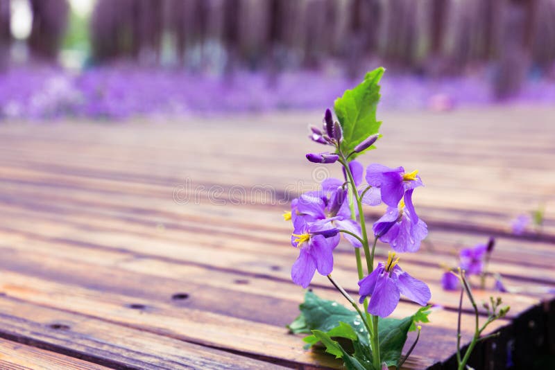 Blühende purpurrote Blumen nahe bei dem hölzernen Gestell, mit Wassertropfen stockfotografie Blühende purpurrote Blumen nahe bei dem hölzernen Gestell, mit Wassertropfen stockfotografie