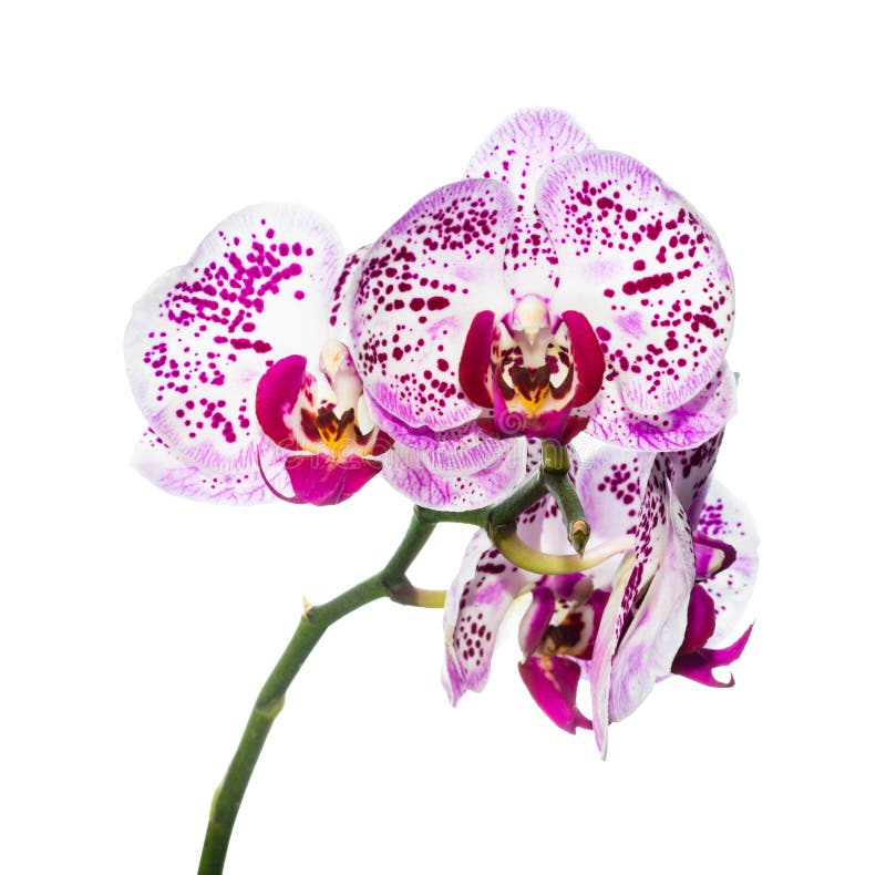 Blühende purpurrote bunte Orchidee wird auf Weiß lokalisiert stockbild Blühende purpurrote bunte Orchidee wird auf Weiß lokalisiert stockbild