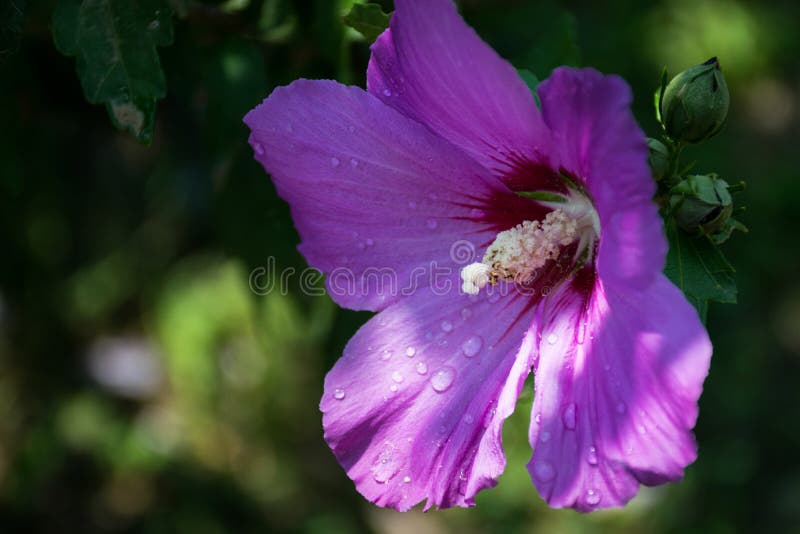 Blühende purpurrote Malvenblume auf grünem undeutlichem Hintergrund lizenzfreie stockfotografie Blühende purpurrote Malvenblume auf grünem undeutlichem Hintergrund lizenzfreie stockfotografie